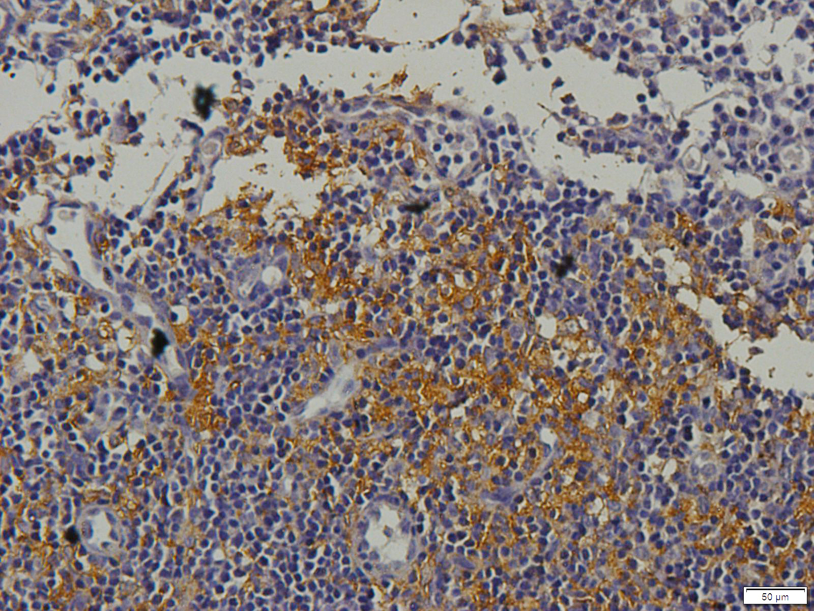 Cathepsin G Rabbit Polyclonal Antibody
