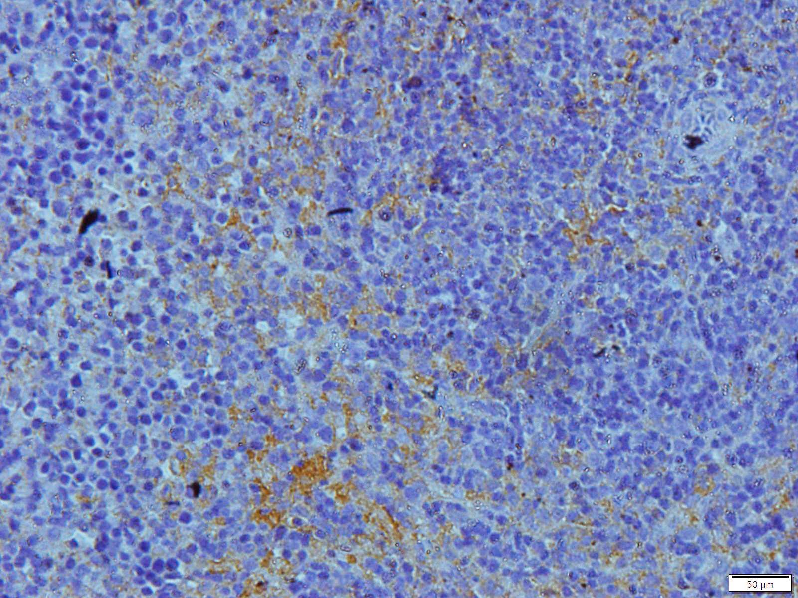 Cathepsin G Rabbit Polyclonal Antibody