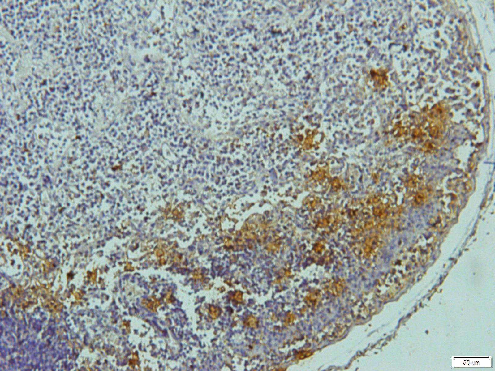 Cathepsin G Rabbit Polyclonal Antibody