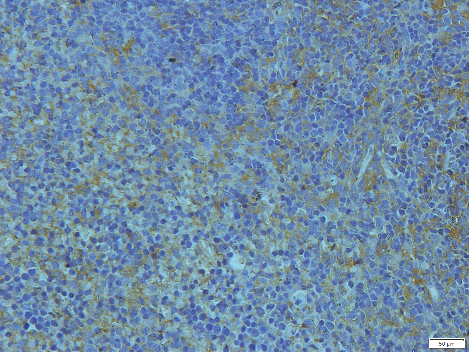 Cathepsin G Rabbit Polyclonal Antibody