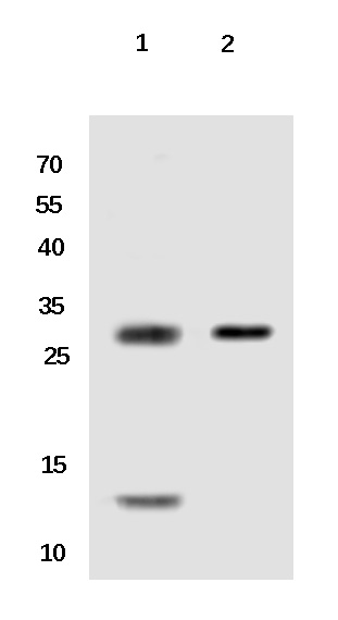 Cathepsin G Rabbit Polyclonal Antibody