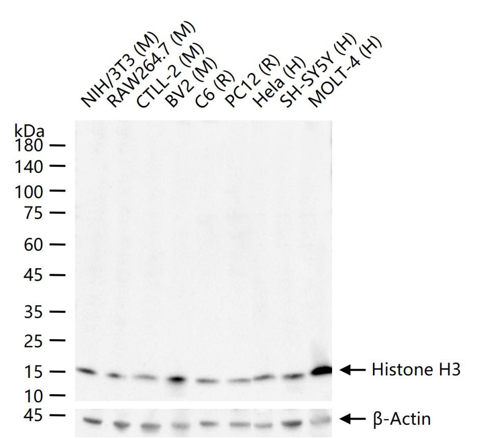 Histone H3 Rabbit Polyclonal Antibody (Nuclear Loading Control)