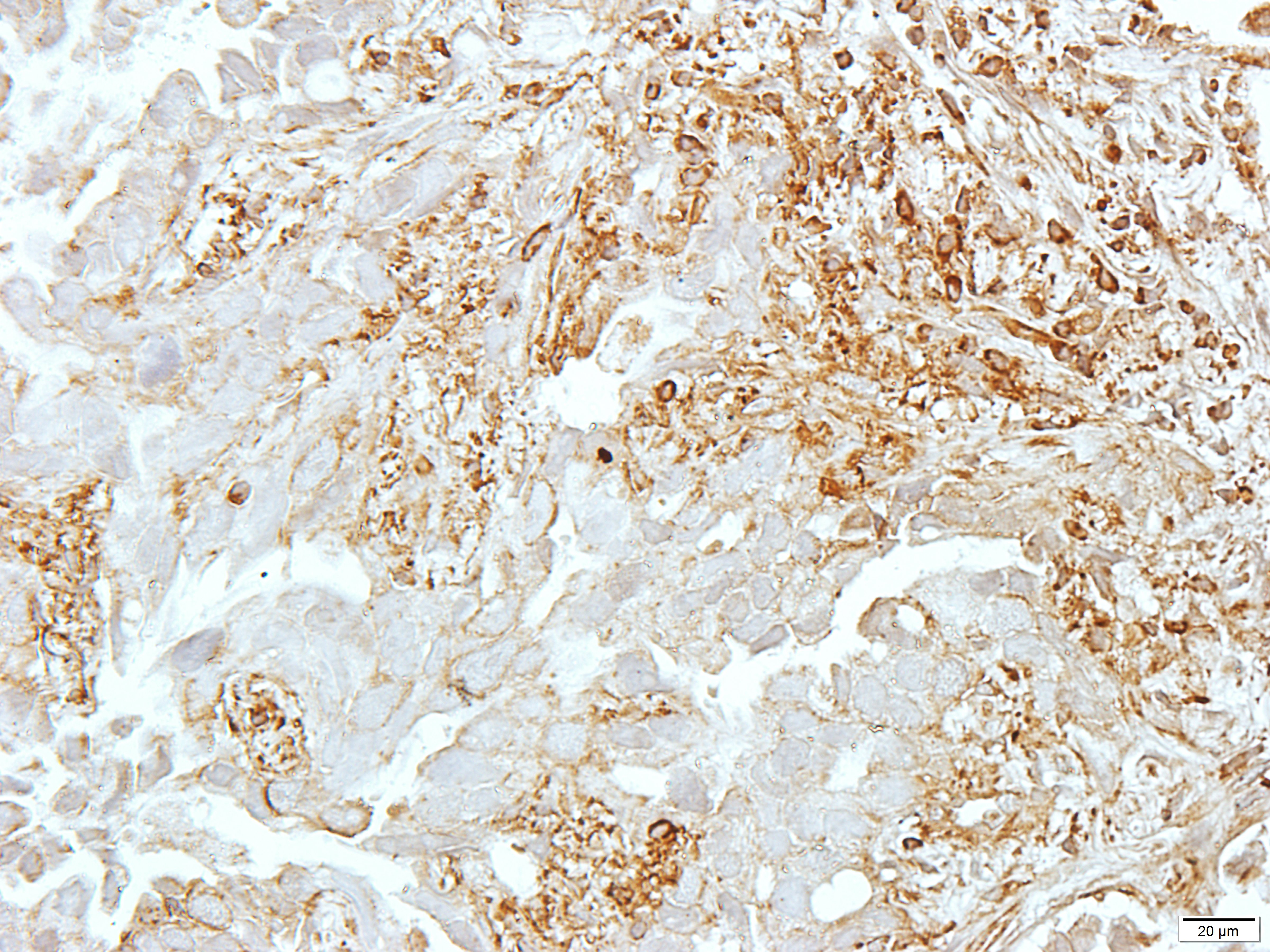 Goat Anti-Rabbit IgG (H+L) Antibody (HRP)