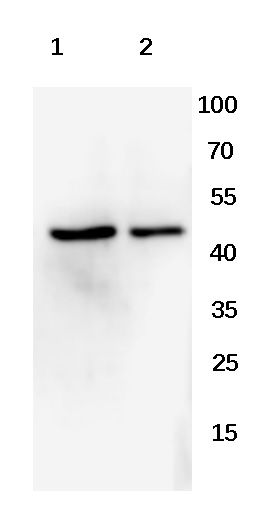 Goat Anti-Rabbit IgG (H+L) Antibody (HRP)