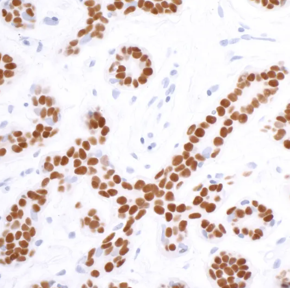 Rabbit SOX10 Recombinant Monoclonal Antibody