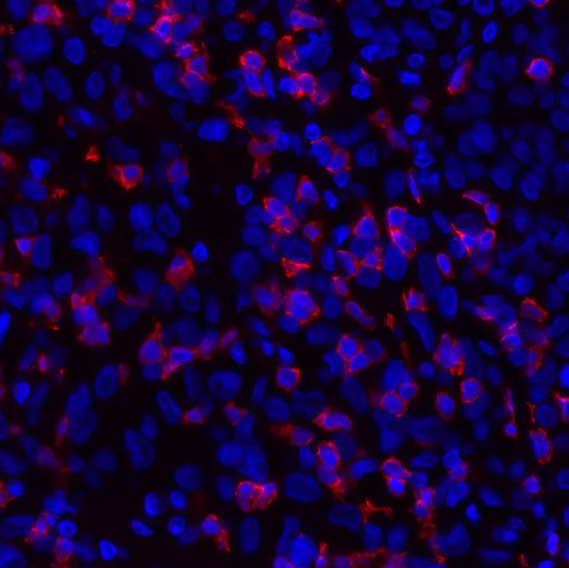 Rabbit anti-CD8 alpha Recombinant Monoclonal Antibody