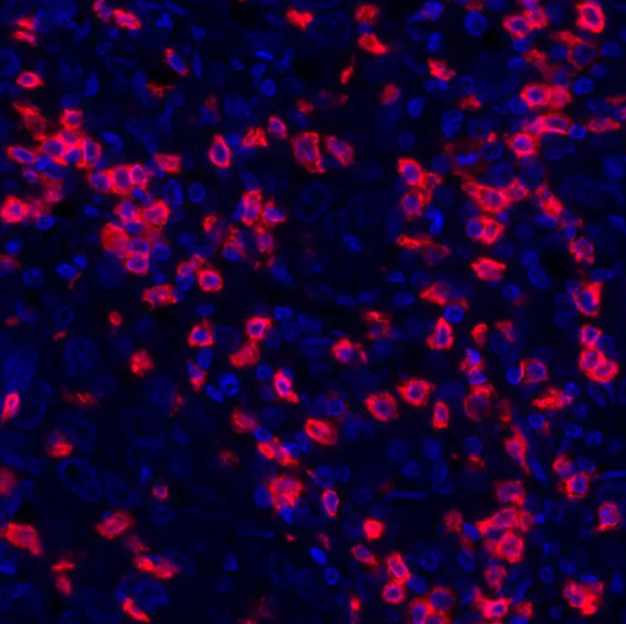 Rabbit anti-CD8 alpha Recombinant Monoclonal Antibody