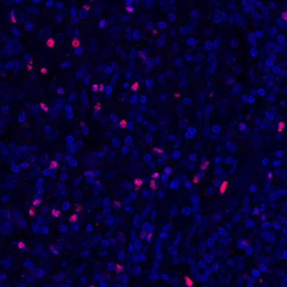 Rabbit FOXP3 Recombinant Monoclonal Antibody