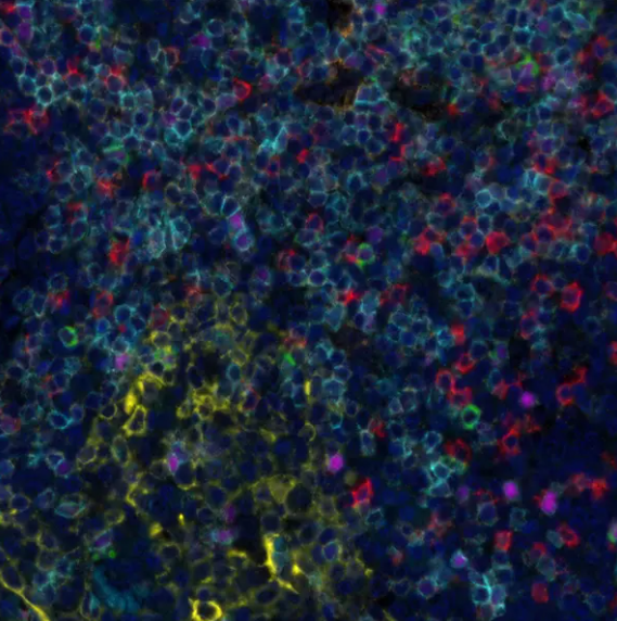 Rabbit LAG3 Recombinant Monoclonal Antibody