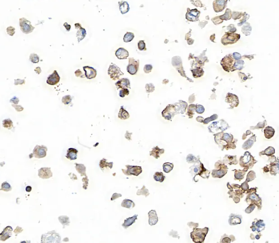 Rabbit PD-L1 Recombinant Monoclonal Antibody