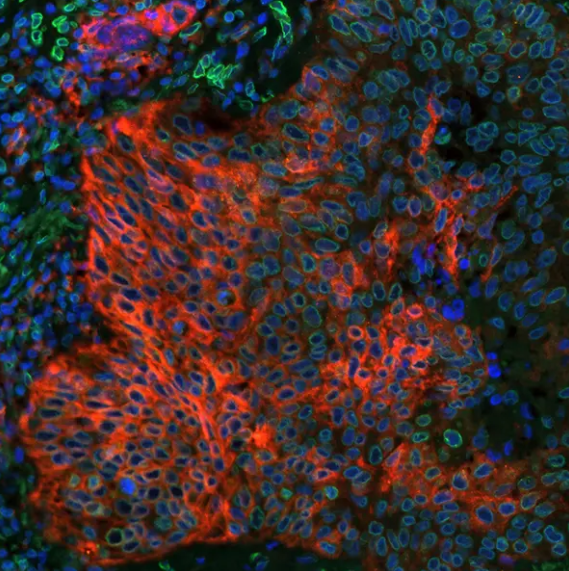 Rabbit PD-L1 Recombinant Monoclonal Antibody