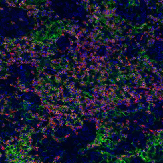 Rabbit PD-L1 Recombinant Monoclonal Antibody