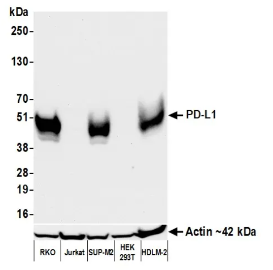Rabbit PD-L1 Recombinant Monoclonal Antibody