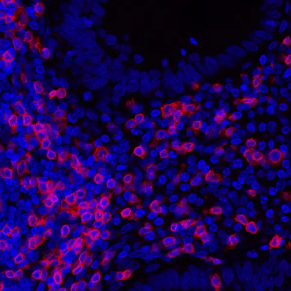 Rabbit anti-CD3E Recombinant Monoclonal Antibody