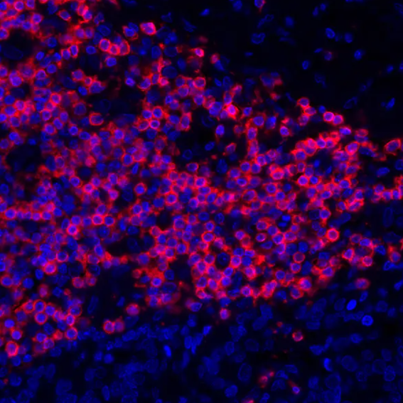 Rabbit anti-CD3E Recombinant Monoclonal Antibody