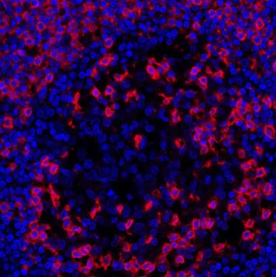 Mouse anti-CD45RO Monoclonal Antibody