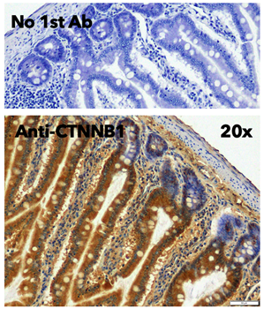 beta-Catenin Antibody