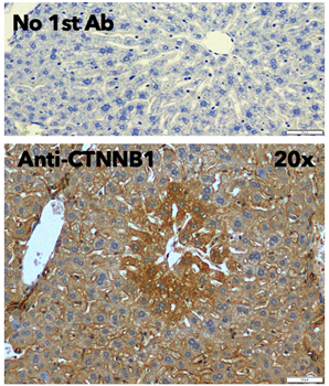 beta-Catenin Antibody