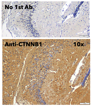 beta-Catenin Antibody
