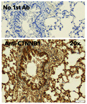 beta-Catenin Antibody