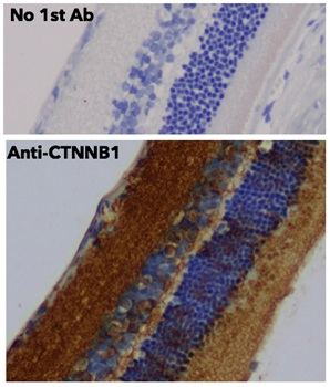 beta-Catenin Antibody