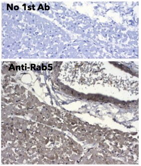 Rab5 Antibody
