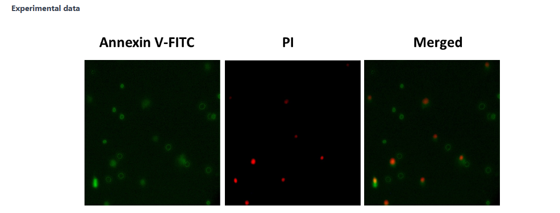 Annexin V-FITC/PI Apoptosis Detection Kit