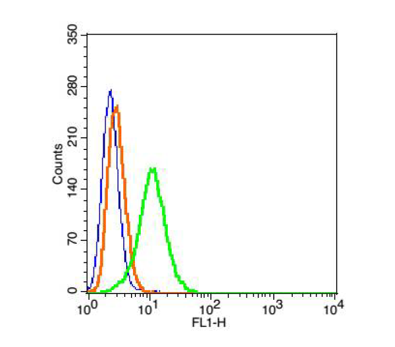 Tap1 Rabbit Polyclonal Antibody (BF405)