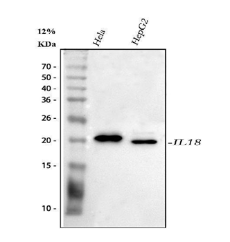 IL18 Rabbit Polyclonal Antibody