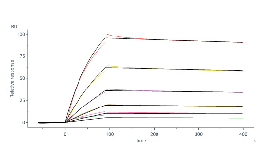 Human FGF-5 Protein, His Tag