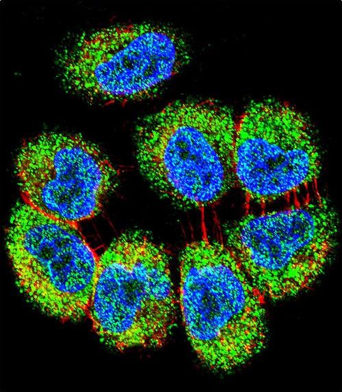 TRIM65 Antibody (Center)