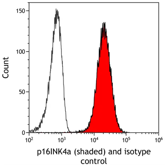 Rabbit p16INK4a Recombinant Monoclonal Antibody