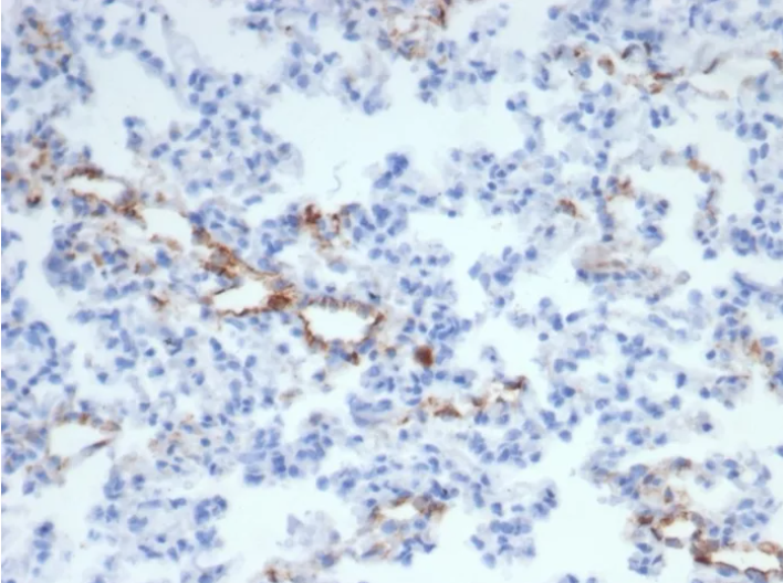 VWF Antibody