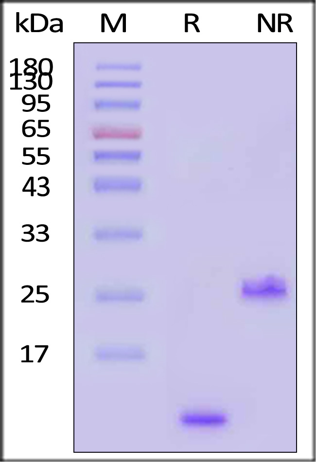 Human TGF-beta 1 Protein
