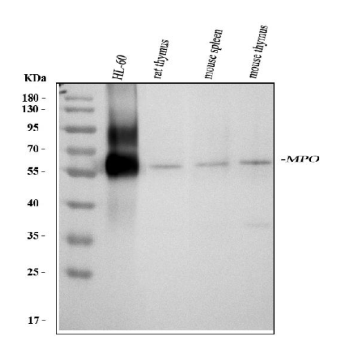 Myeloperoxidase/MPO Rabbit Polyclonal Antibody (APC)