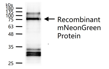 mNeonGreen Mouse Monoclonal Antibody
