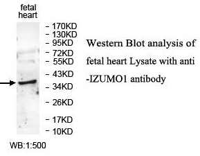 IZUMO1 Antibody