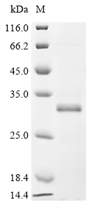 Viral LMP2 protein