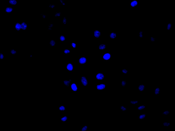 NQO2 Antibody