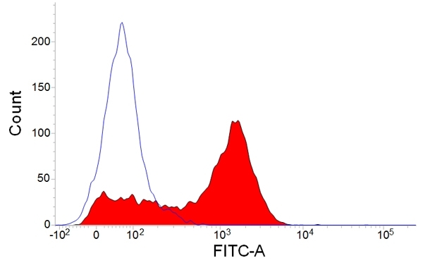 CD90 Antibody
