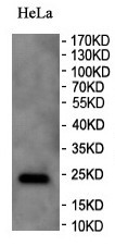 C4orf30 Rabbit Polyclonal Antibody