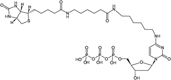 Biotin-14-dCTP