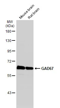 GAD67 antibody