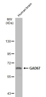 GAD67 antibody