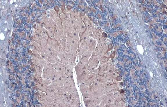 GAD67 antibody
