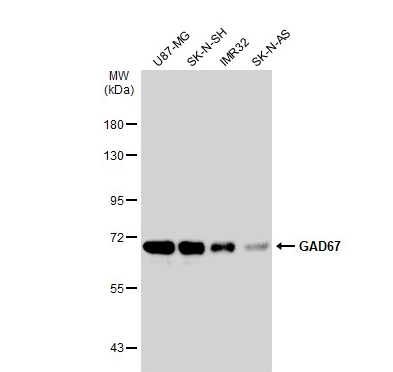 GAD67 antibody