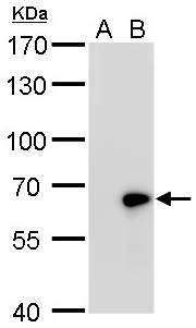 GAD67 antibody