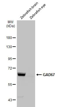 GAD67 antibody
