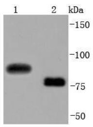 CD19 Antibody