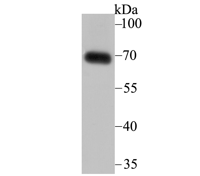 SNX1 Antibody